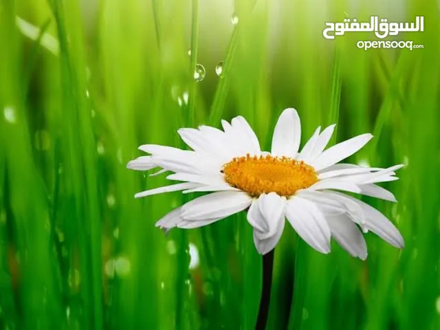 شقه للبيع في البركه حجم كبير شارع بومدين