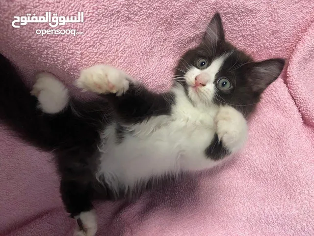 قط شرازي للبيع