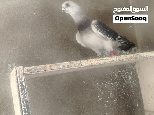 فحل بوز طير زق ما شاء الله