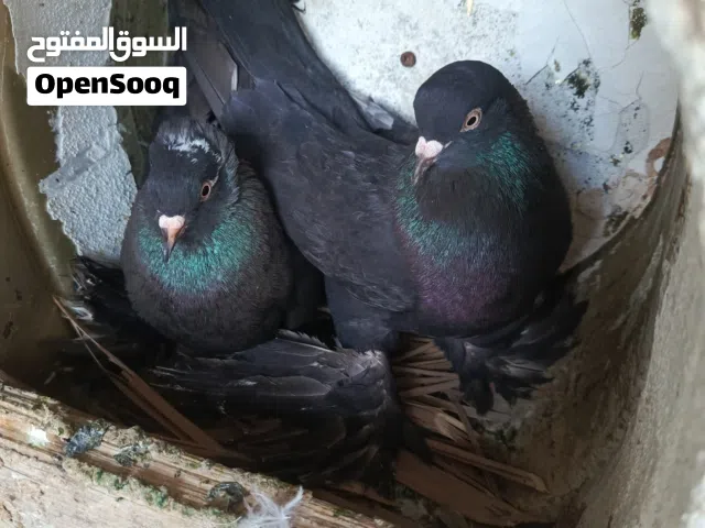 حمام للبيع