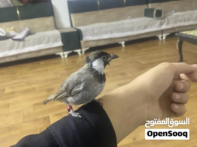 سلام عليكم  بلبل البيع را يكمل صبغ طير مخلف فول تغريد