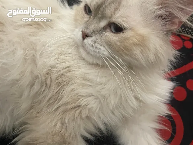 اتواصل ع رقم