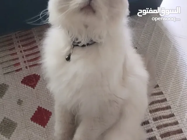 للتزاوج فقط only for Mating