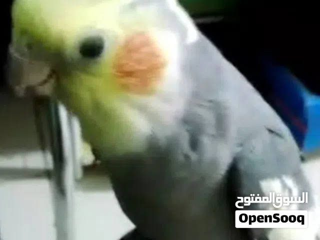كوكتيل هولندي فحل جاهز تزاوج بيع بغداد جهة رصافه منطقة كريعات سعر 60 تغريد كلمات فديو بل صفحه