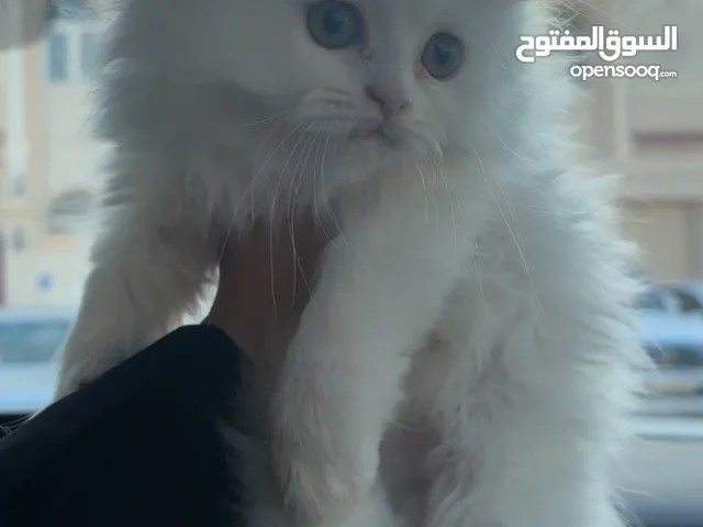 قطة شيرازية بيضاء صغيرة