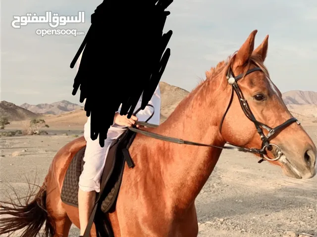 حصان عربيً