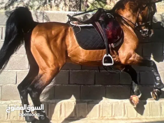 خیل صيلم أصيل (شكار) – مسجّل – عنده كود اتحاد