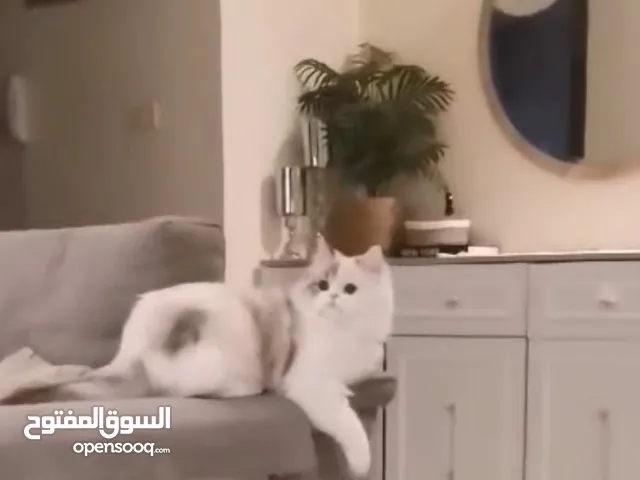 قطه انثى نوع راغدول (rugdoll)