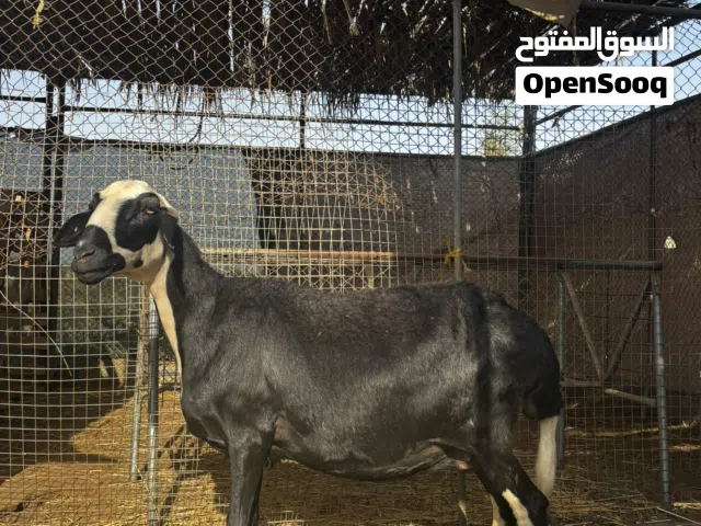 للبيع جاعده عاقر