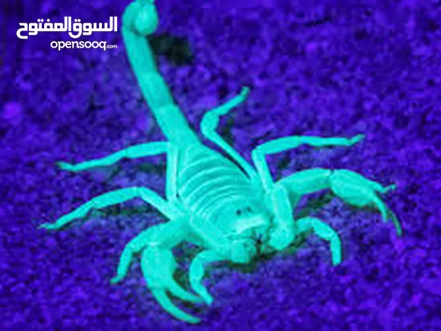 بيلة الكشف عن العقارب (أشعة فوق البنفسجية)