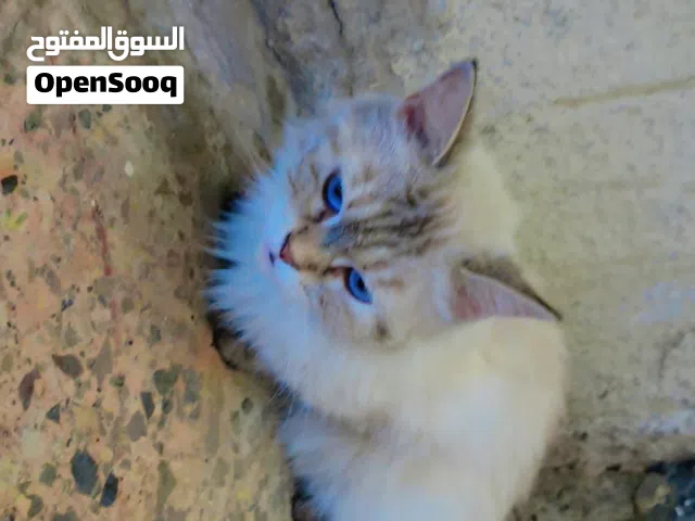 قط هملايا نقي أنثى