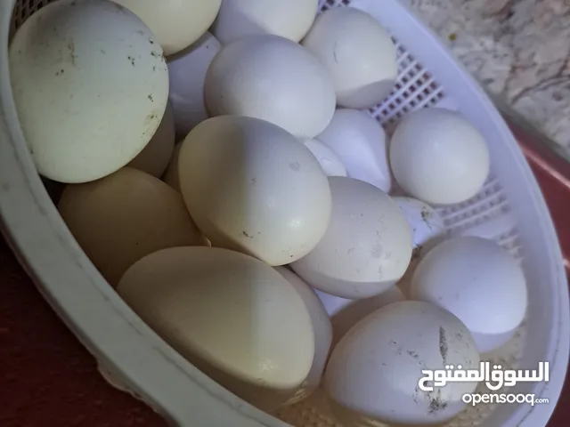 بيض دجاج هندي وابو ركيبه للبيع