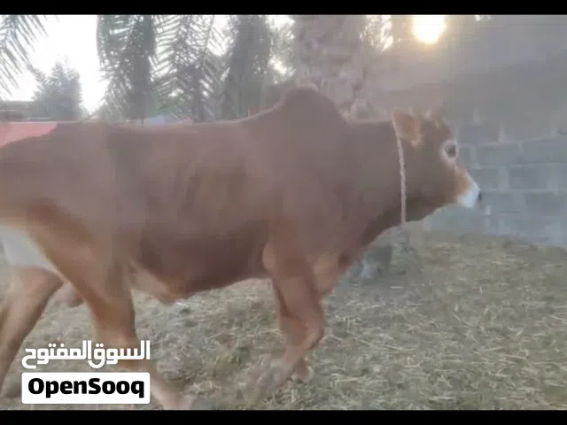 ثور عماني للبيع