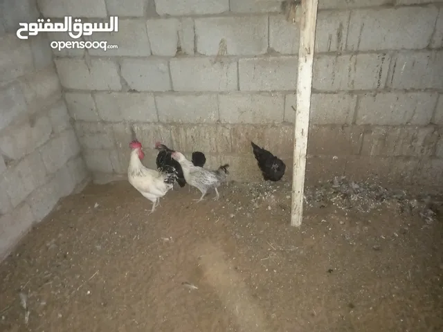 دجاج عربي للبيع