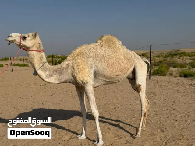 للبيع ناقه سودانيه لقحه 27الف درهم