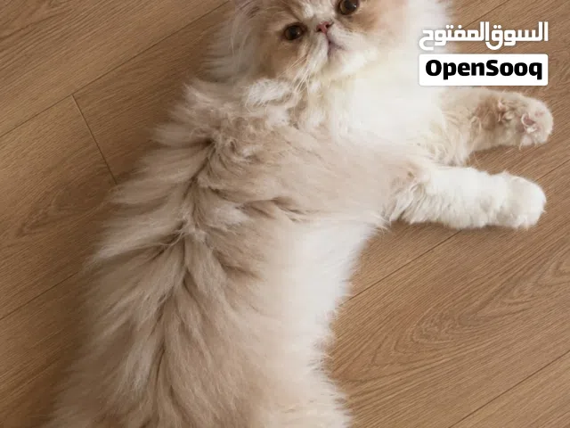 ذكر فان ريد وأنثى بيرشن باي كلر للبيع