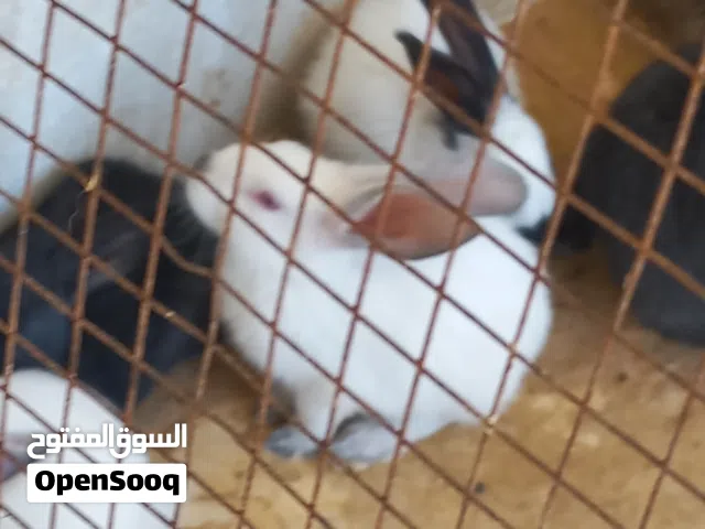 فراخ ارانب هجين بابيون للبيع