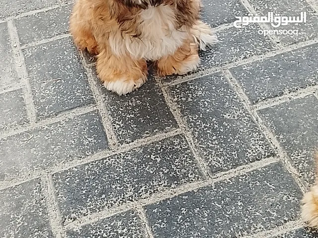 الى بيع كلب جريفون بروكسل العدد 2 العمر 3 أشهر
