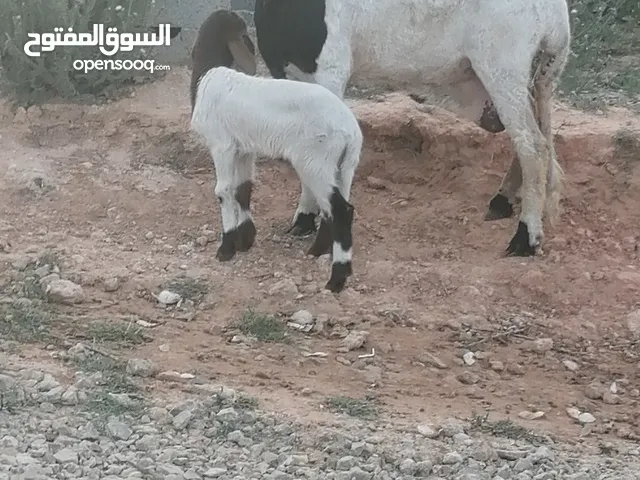 اقرا الوصف