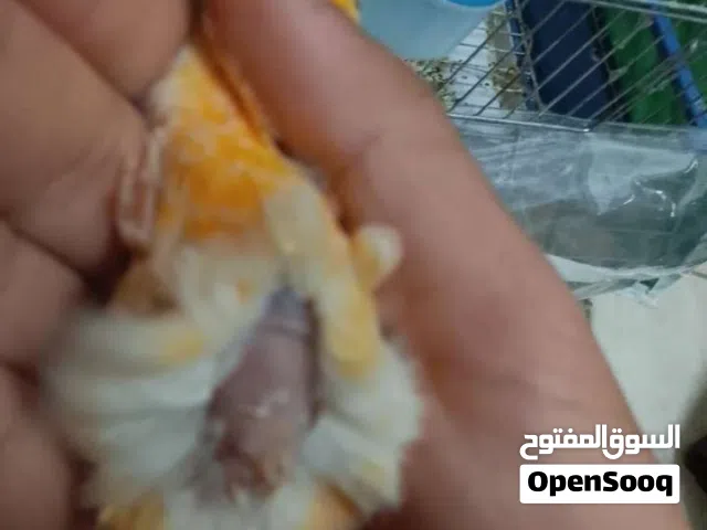 موجود انثى كنار جزريه للبيع