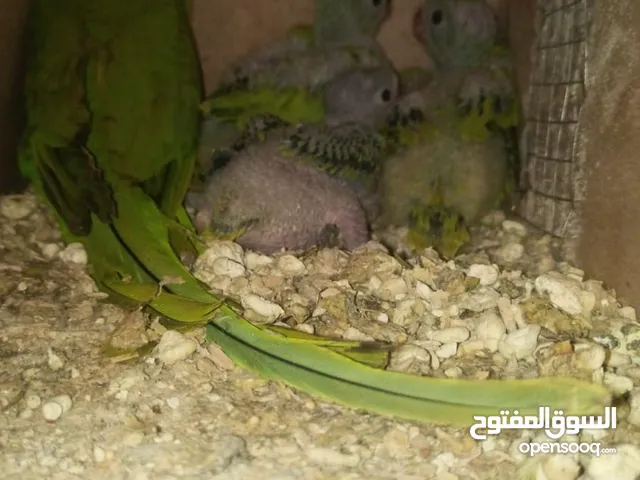 ببغاء دره.