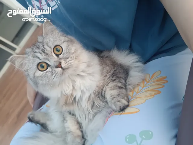 قطه شيرازي خمس شهور للبيع