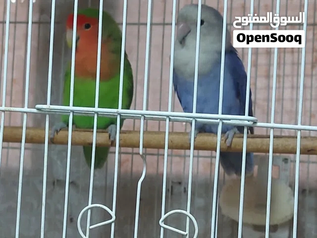 للبيع فصل روز لونق تحتهم بيض