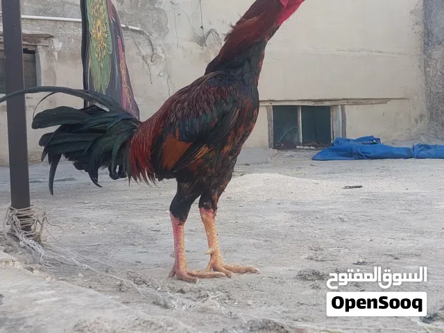 للبيع ديك باكستاني شرس للبيع