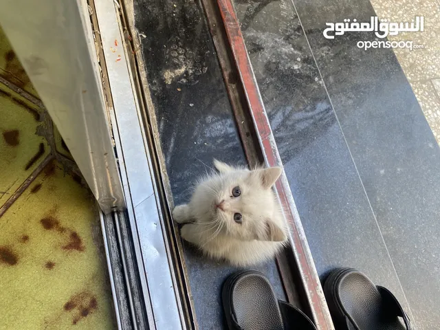 هاي اليزونه مالتنه اليوم فقدتها امانه الله الي يلكاه يتصل عليه لان كلش مقهور ضايعه او احد ماخذ