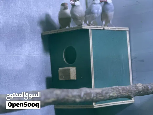 طيور جاوا مغردة