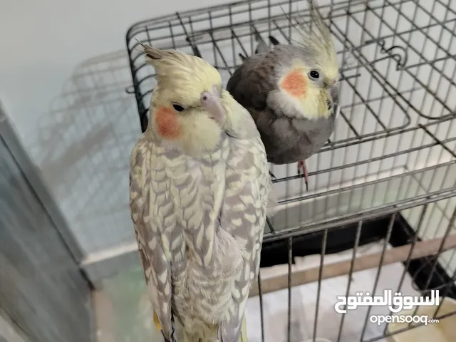 ببغاء كوكتيل عدد اثنين للبيع