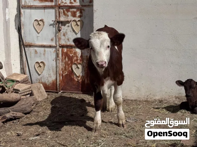 عجل الماني يمص تحت امه