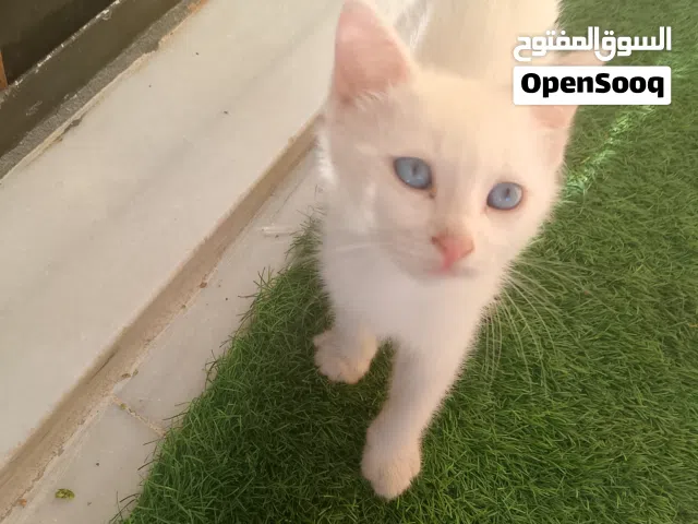 السلام عليكم ورحمه الله وبركاته قط شيرازي(قط شيرازي عمره من شهر إلى شهرين)