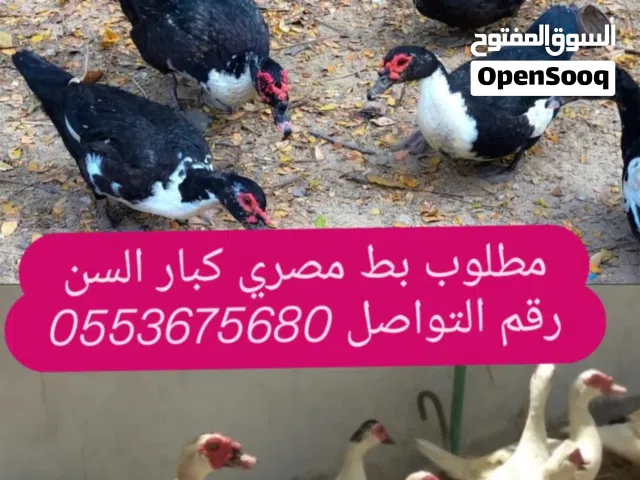 بط مصري وديك