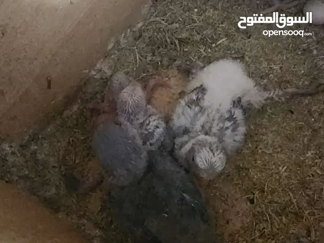 فروخ لوفبيرد لوف بيرد الوان وأحجام ممتازة مشاء الله بداية عس العمر اقل من اسبوعين