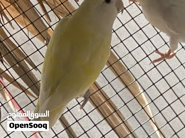 جوز روز فيس 200مجرب من قبل