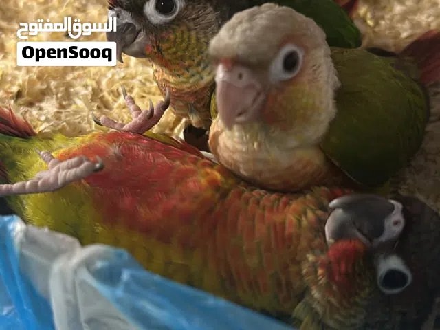 بلو سايد ريد فاكتور