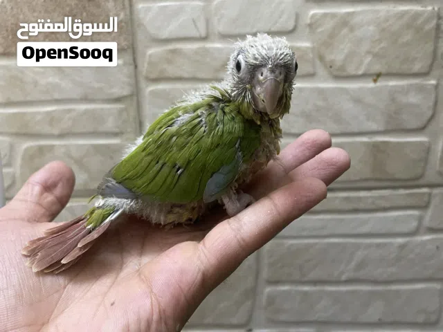 فرخ كنيور زق انناسي صحه فوول