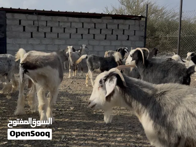 حلال للبيع
