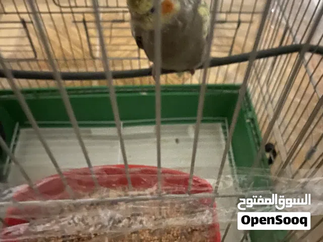 ببغاء كوكتيل الذكر حبشي والأنثى الزبيل