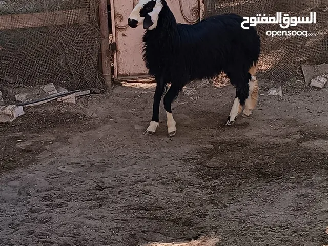 كبش نجدي للبيع