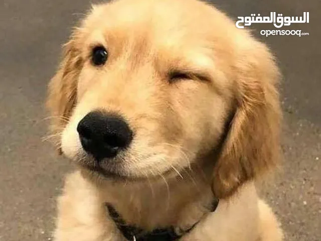 مطلوب كلب للتبني .