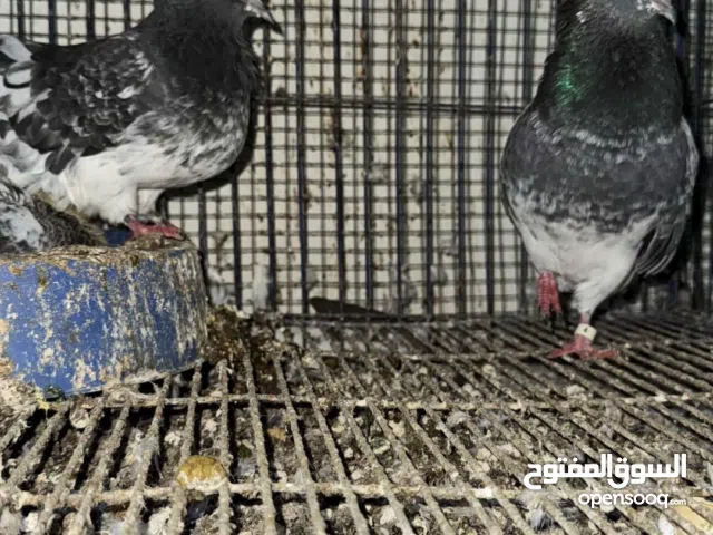 للبيع سلالات طيبه من حمام بكستاني مجربات و منتاجين و في حمام زينه مستوى راقي