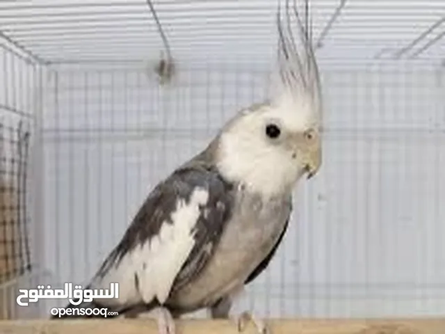 مطلوب للبدل كوكتيل وايت فيس
