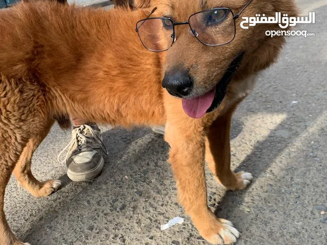 كلب مدرب اليف للبيع من فصيله Kokoni في إب