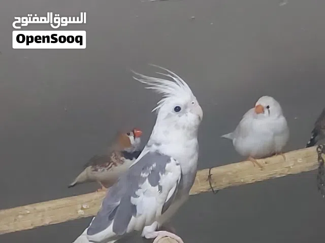 سلام   عليكم    كوكتيل