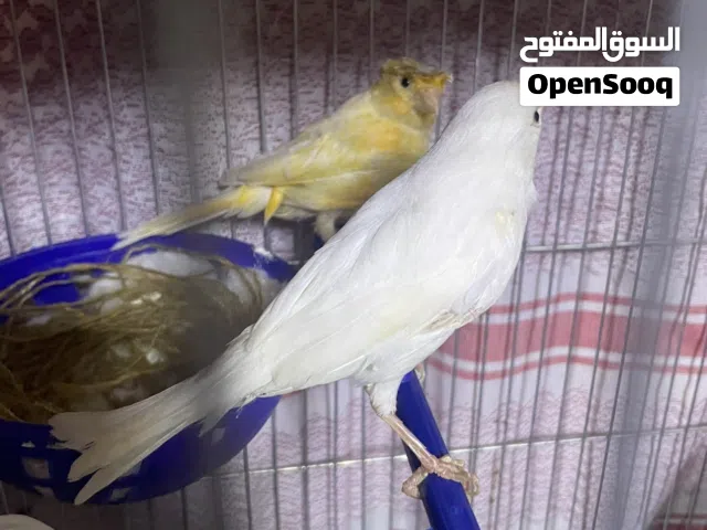 جوز للبيع اقراء الوصف