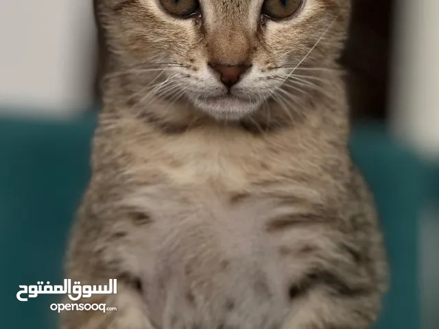 For adoption ( Arabian mau )