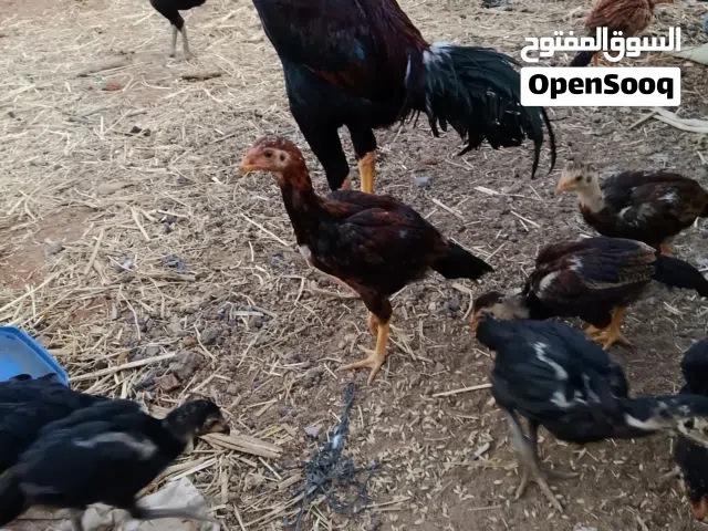 صيصان باكستاني اصلي حبه ب 8 دنانير