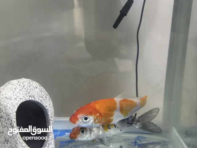 Koi fish for sale